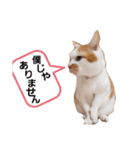 キハチくん（個別スタンプ：1）