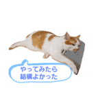 キハチくん（個別スタンプ：3）