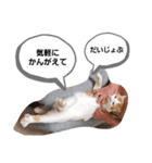 キハチくん（個別スタンプ：6）