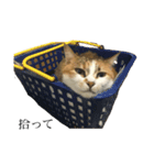 めーちゃん(居候)（個別スタンプ：7）