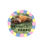 ひと言わんちゃんず1（個別スタンプ：3）
