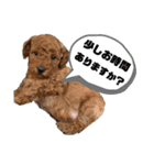 ひと言わんちゃんず1（個別スタンプ：4）