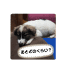 ひと言わんちゃんず1（個別スタンプ：5）