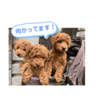 ひと言わんちゃんず1（個別スタンプ：6）