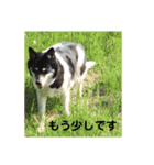 ひと言わんちゃんず1（個別スタンプ：7）