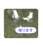 ひと言わんちゃんず1（個別スタンプ：9）