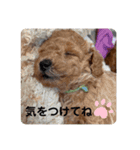 ひと言わんちゃんず1（個別スタンプ：10）
