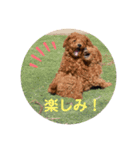 ひと言わんちゃんず1（個別スタンプ：11）
