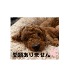 ひと言わんちゃんず1（個別スタンプ：13）