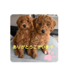 ひと言わんちゃんず1（個別スタンプ：16）
