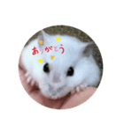 ハムスターパールホワイト（個別スタンプ：3）