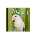 使えるスタンプ w（個別スタンプ：7）