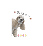cocoaのスタンプ。（個別スタンプ：1）