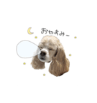 cocoaのスタンプ。（個別スタンプ：2）