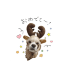 cocoaのスタンプ。（個別スタンプ：6）