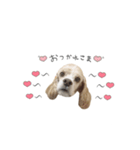 cocoaのスタンプ。（個別スタンプ：7）