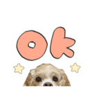 cocoaのスタンプ。（個別スタンプ：8）