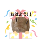 小うさぎさん2（個別スタンプ：2）