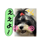 MIX犬ララさんの日常③+（個別スタンプ：1）