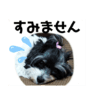 MIX犬ララさんの日常③+（個別スタンプ：2）