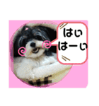 MIX犬ララさんの日常③+（個別スタンプ：3）