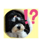 MIX犬ララさんの日常③+（個別スタンプ：5）
