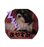 MIX犬ララさんの日常③+（個別スタンプ：6）