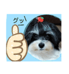 MIX犬ララさんの日常③+（個別スタンプ：7）