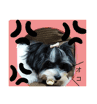 MIX犬ララさんの日常③+（個別スタンプ：8）