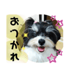 MIX犬ララさんの日常③+（個別スタンプ：9）