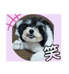 MIX犬ララさんの日常③+（個別スタンプ：11）