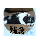 MIX犬ララさんの日常③+（個別スタンプ：12）