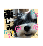MIX犬ララさんの日常③+（個別スタンプ：13）