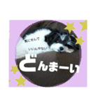 MIX犬ララさんの日常③+（個別スタンプ：14）