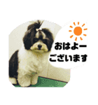 MIX犬ララさんの日常③+（個別スタンプ：16）