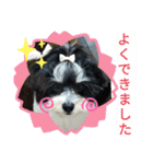 MIX犬ララさんの日常③+（個別スタンプ：17）