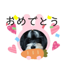 MIX犬ララさんの日常③+（個別スタンプ：19）