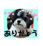 MIX犬ララさんの日常③+（個別スタンプ：22）