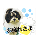 MIX犬ララさんの日常③+（個別スタンプ：23）