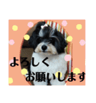 MIX犬ララさんの日常③+（個別スタンプ：24）
