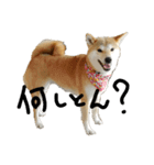 柴犬サン(demo)（個別スタンプ：1）