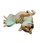 柴犬サン(demo)（個別スタンプ：2）