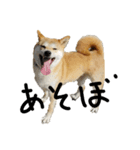 柴犬サン(demo)（個別スタンプ：3）