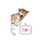 柴犬サン(demo)（個別スタンプ：4）