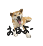 柴犬サン(demo)（個別スタンプ：5）