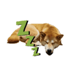 柴犬サン(demo)（個別スタンプ：6）