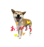 柴犬サン(demo)（個別スタンプ：7）