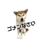 柴犬サン(demo)（個別スタンプ：8）