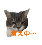 まもるとウルル（個別スタンプ：2）