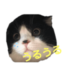 まもるとウルル（個別スタンプ：9）